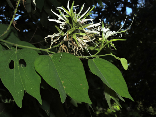 Bauhinia divaricata L.(Fabaceae)